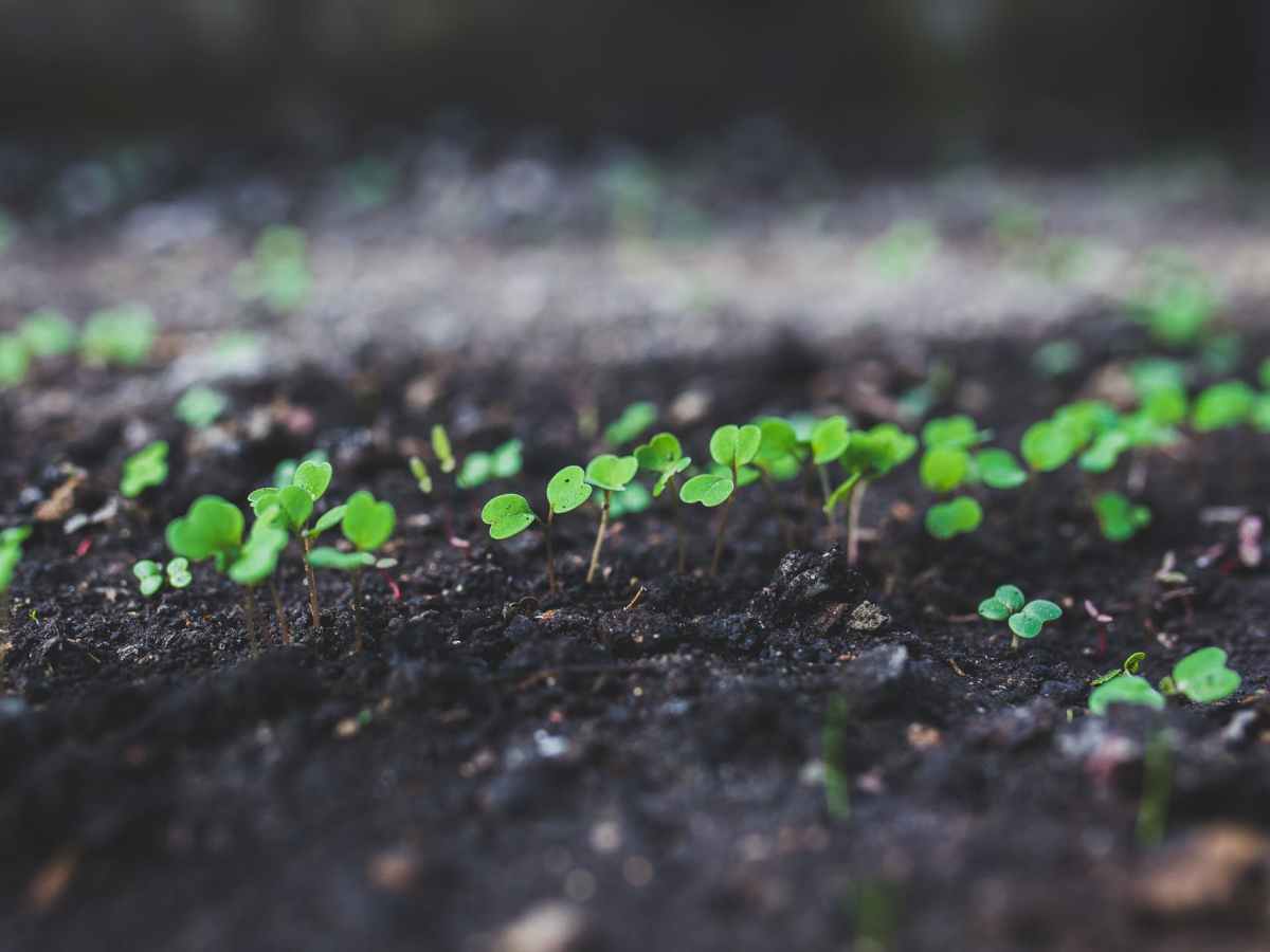 Small green seedlings poking out of soil