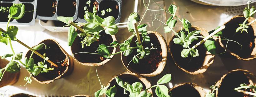 A shot of some seedlings in pots taken from above
